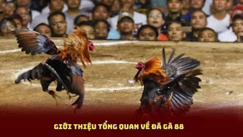 Giới Thiệu Tổng Quan Về Đá Gà 88