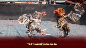 Trải Nghiệm Đá Gà 88 – Tỷ Lệ Thắng Cao, Giao Dịch Siêu Nhanh