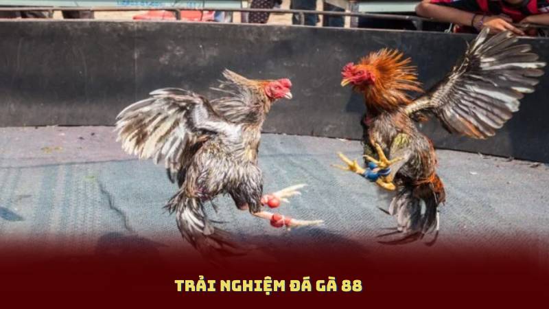 Trải Nghiệm Đá Gà 88 – Tỷ Lệ Thắng Cao, Giao Dịch Siêu Nhanh