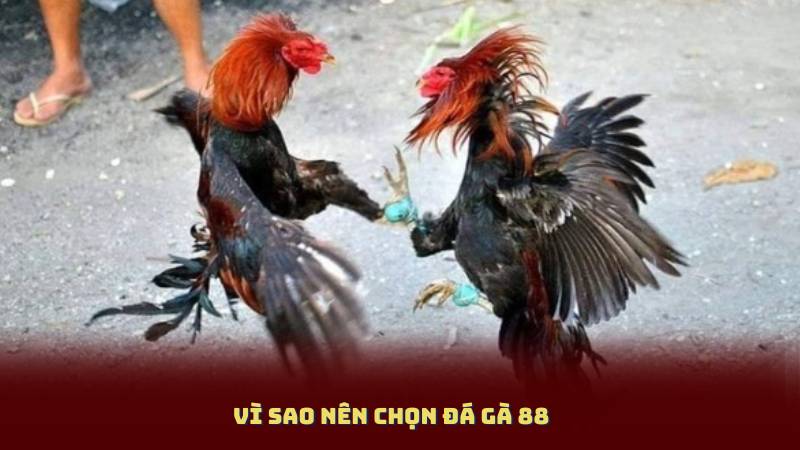 Vì Sao Nên Chọn Đá Gà 88